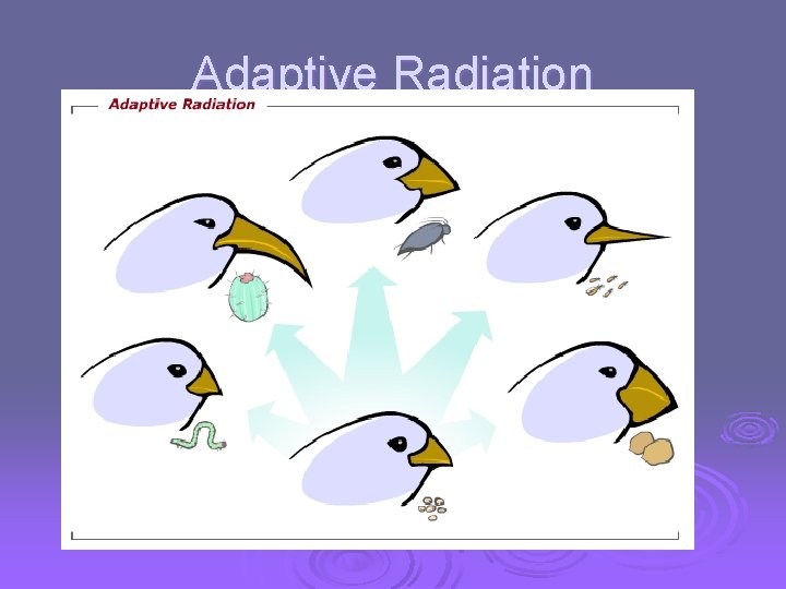 Adaptive Radiation 