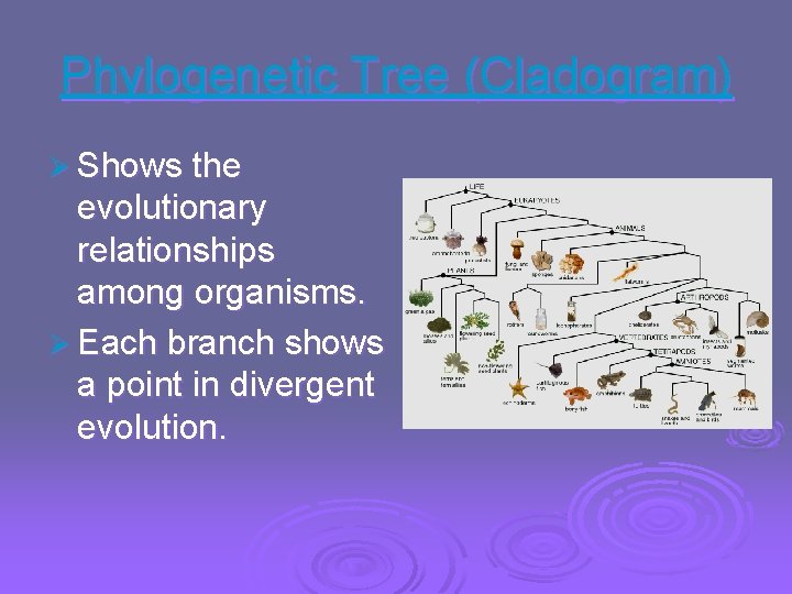 Phylogenetic Tree (Cladogram) Ø Shows the evolutionary relationships among organisms. Ø Each branch shows