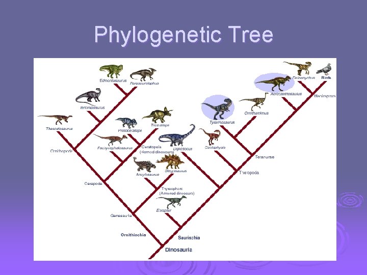 Phylogenetic Tree 