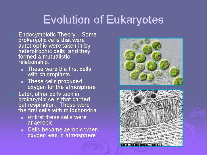 Evolution of Eukaryotes Endosymbiotic Theory – Some prokaryotic cells that were autotrophic were taken