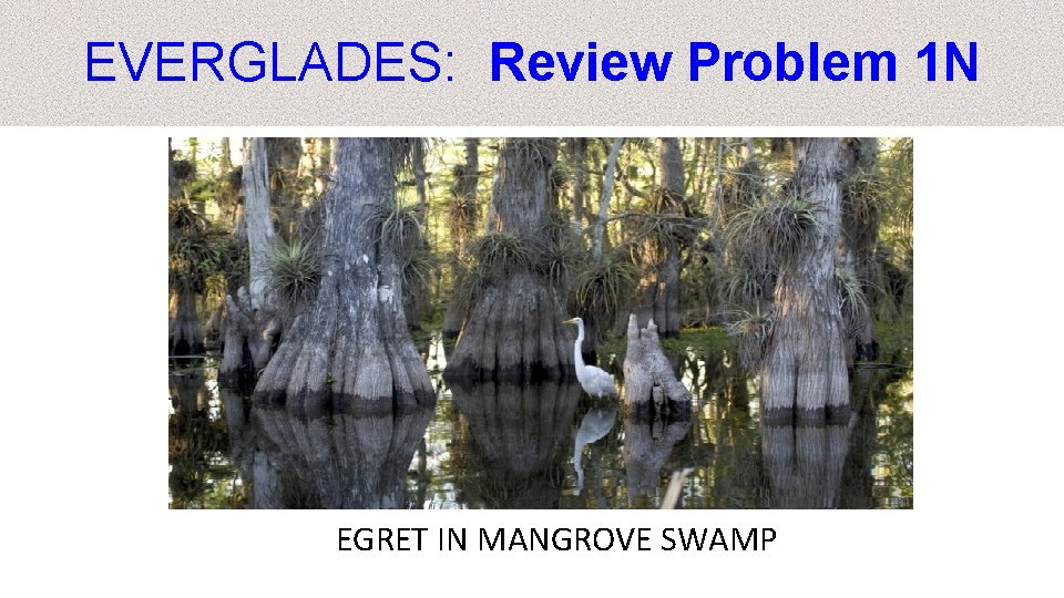 EVERGLADES: Review Problem 1 N EGRET IN MANGROVE SWAMP 