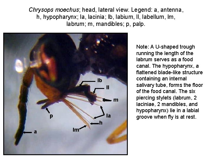 Chrysops moechus; head, lateral view. Legend: a, antenna, h, hypopharynx; la, lacinia; lb, labium,