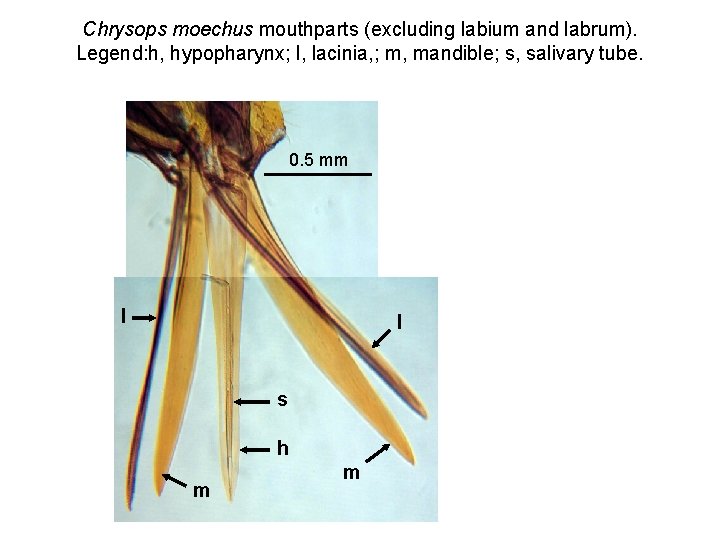 Chrysops moechus mouthparts (excluding labium and labrum). Legend: h, hypopharynx; l, lacinia, ; m,