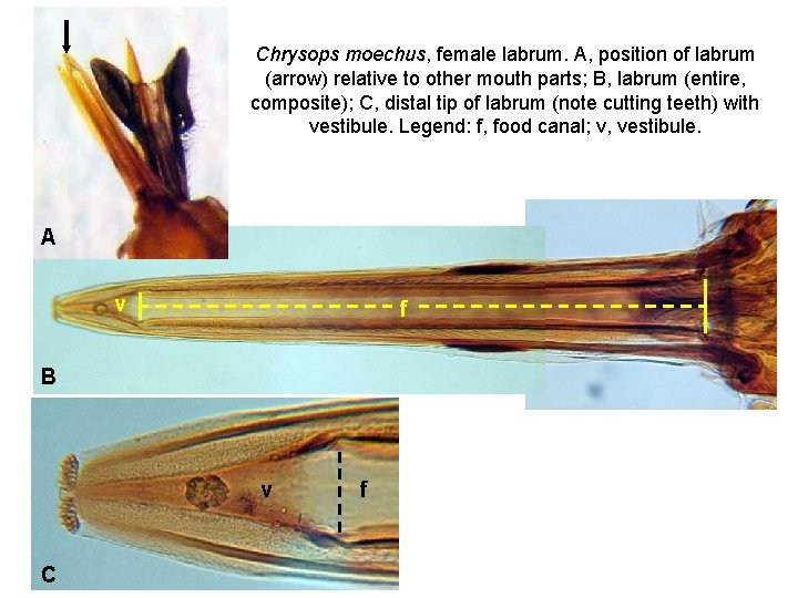 Chrysops moechus, female labrum. A, position of labrum (arrow) relative to other mouth parts;