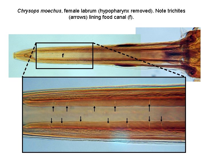 Chrysops moechus, female labrum (hypopharynx removed). Note trichites (arrows) lining food canal (f). f