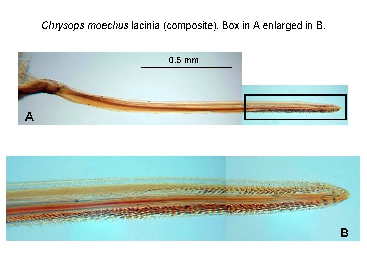 Chrysops moechus lacinia (composite). Box in A enlarged in B. 0. 5 mm A