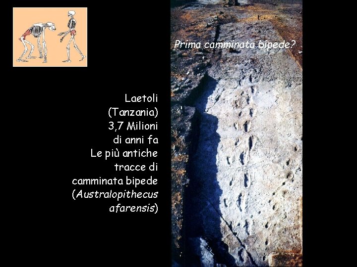 Prima camminata bipede? Laetoli (Tanzania) 3, 7 Milioni di anni fa Le più antiche