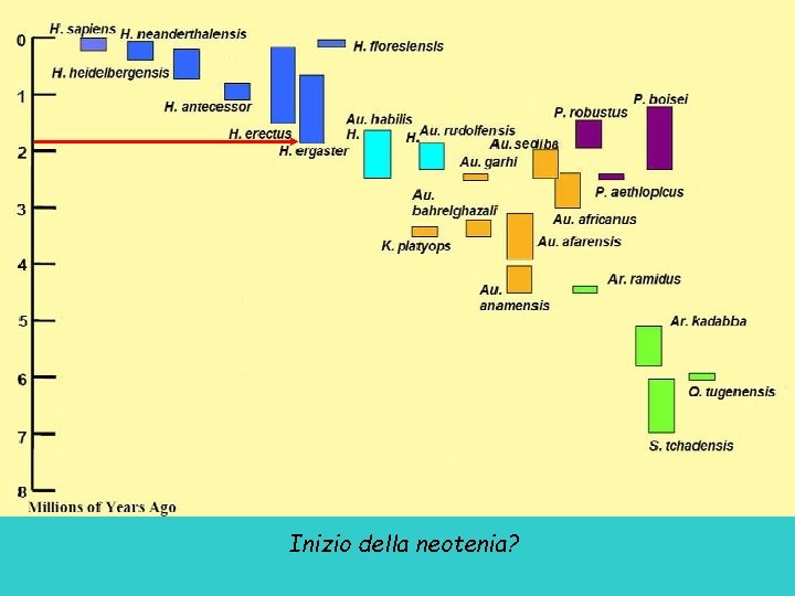 Inizio della neotenia? 