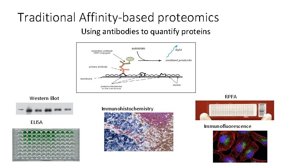 Traditional Affinity-based proteomics Using antibodies to quantify proteins RPPA Western Blot Immunohistochemistry ELISA Immunofluorescence