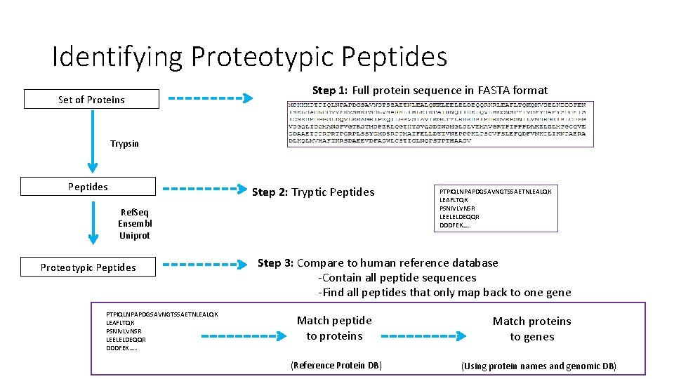 Identifying Proteotypic Peptides Set of Proteins Step 1: Full protein sequence in FASTA format