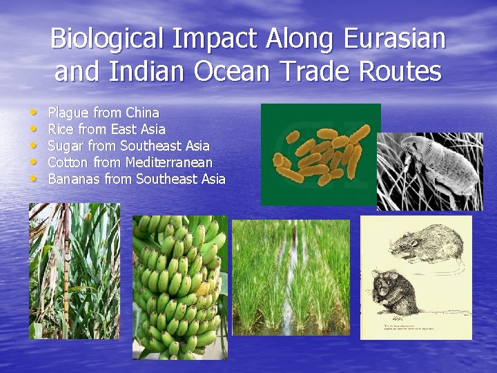 Biological Impact Along Eurasian and Indian Ocean Trade Routes • • • Plague from