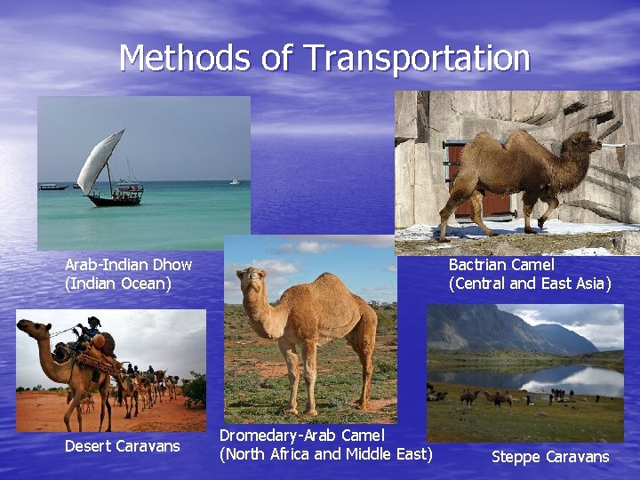 Methods of Transportation Arab-Indian Dhow (Indian Ocean) Desert Caravans Bactrian Camel (Central and East