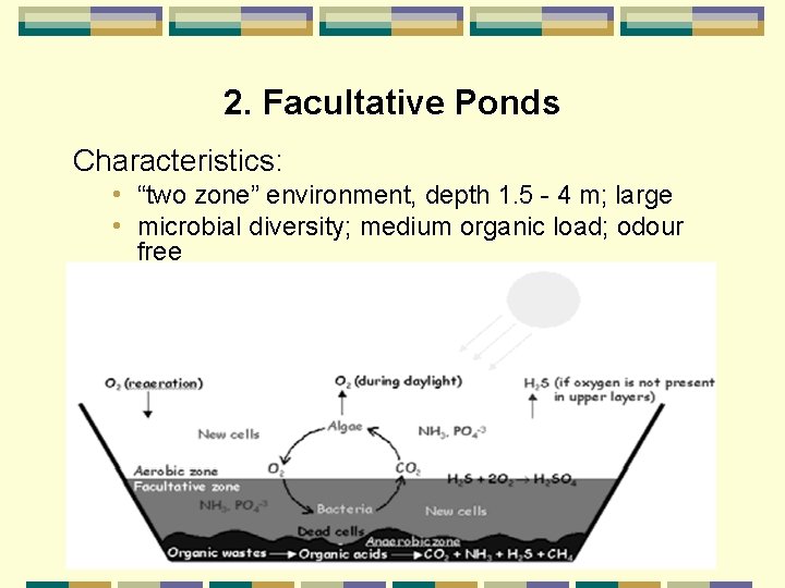 2. Facultative Ponds Characteristics: • “two zone” environment, depth 1. 5 - 4 m;
