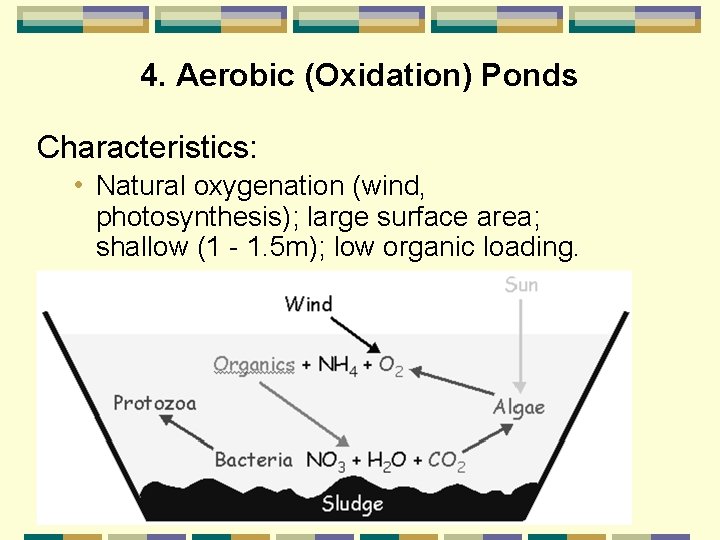 4. Aerobic (Oxidation) Ponds Characteristics: • Natural oxygenation (wind, photosynthesis); large surface area; shallow