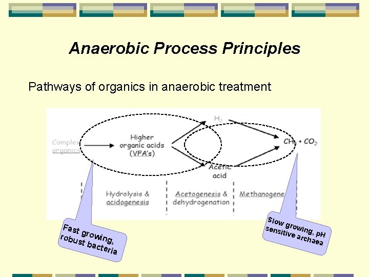 Anaerobic Process Principles Pathways of organics in anaerobic treatment Fast g robu rowing, st