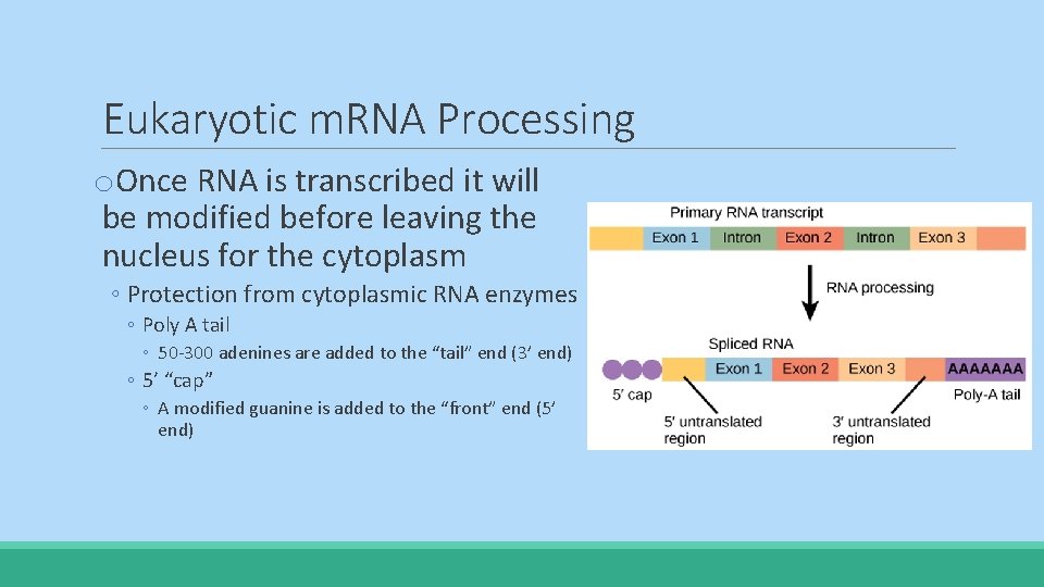 Eukaryotic m. RNA Processing o. Once RNA is transcribed it will be modified before