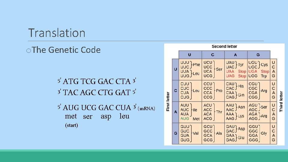 Translation o. The Genetic Code ATG TCG GAC CTA 3’ 3’ TAC AGC CTG