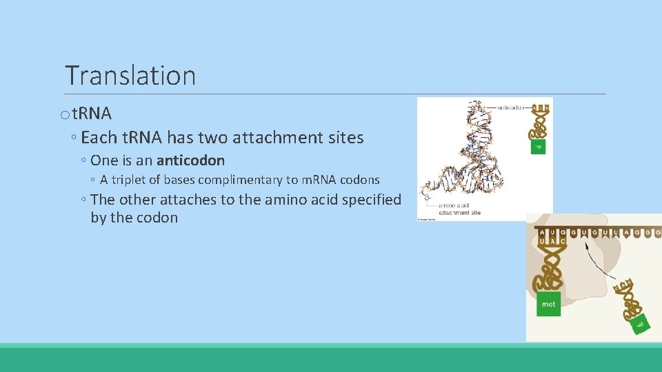 Translation ot. RNA ◦ Each t. RNA has two attachment sites ◦ One is