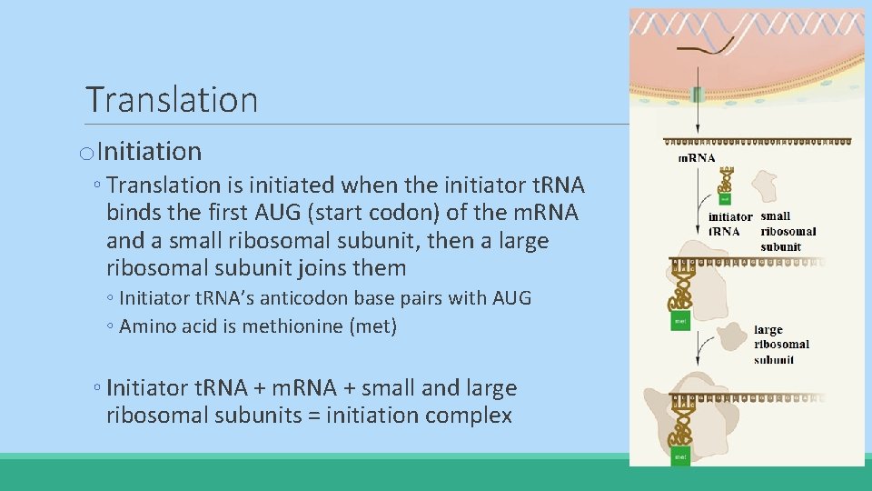 Translation o. Initiation ◦ Translation is initiated when the initiator t. RNA binds the