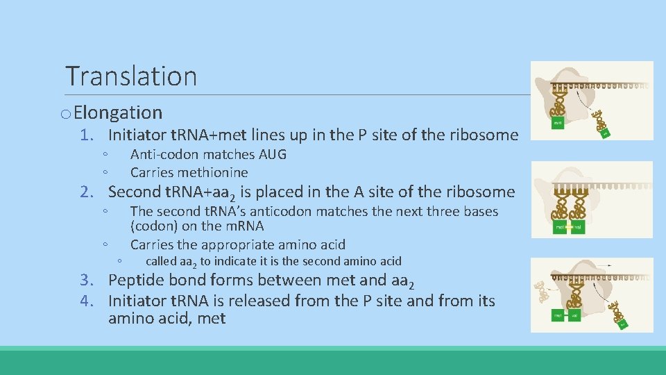 Translation o. Elongation 1. Initiator t. RNA+met lines up in the P site of