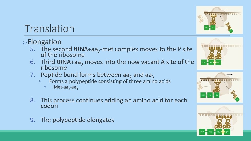 Translation o. Elongation 5. The second t. RNA+aa 2 -met complex moves to the