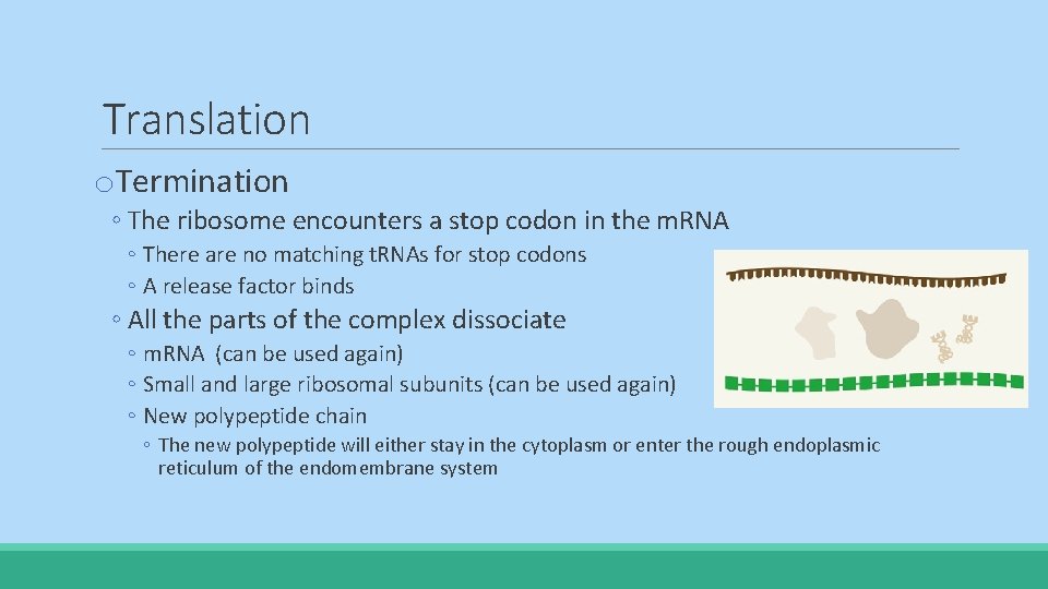 Translation o. Termination ◦ The ribosome encounters a stop codon in the m. RNA