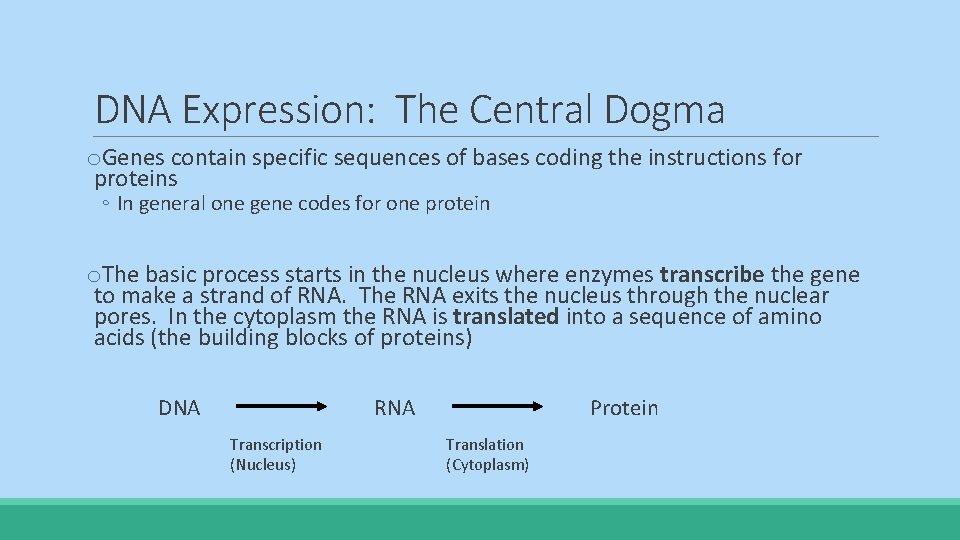 DNA Expression: The Central Dogma o. Genes contain specific sequences of bases coding the