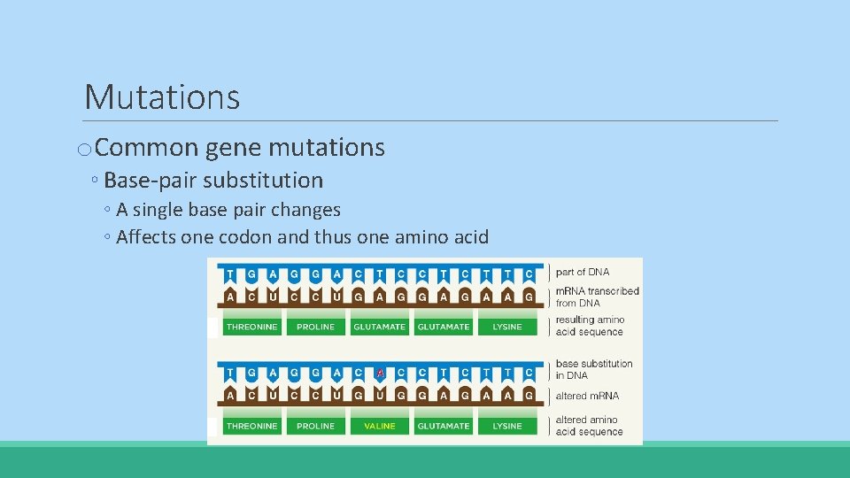 Mutations o. Common gene mutations ◦ Base-pair substitution ◦ A single base pair changes