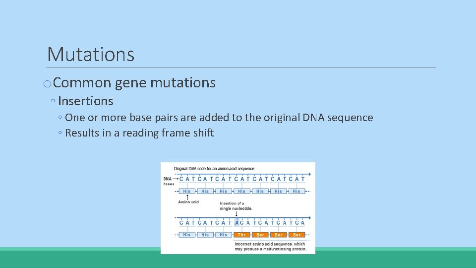 Mutations o. Common gene mutations ◦ Insertions ◦ One or more base pairs are