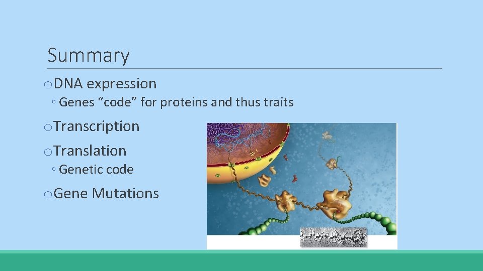 Summary o. DNA expression ◦ Genes “code” for proteins and thus traits o. Transcription