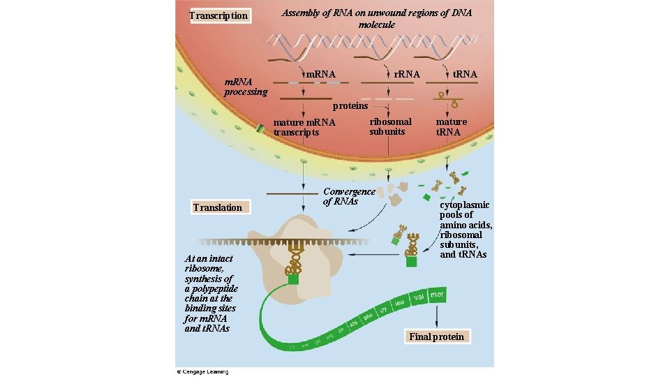 Transcription m. RNA processing Assembly of RNA on unwound regions of DNA molecule m.