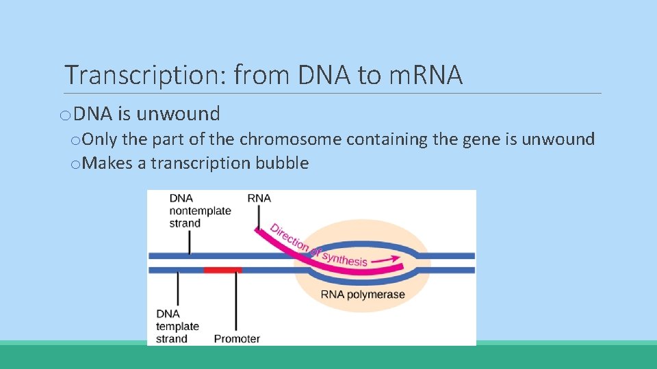 Transcription: from DNA to m. RNA o. DNA is unwound o. Only the part