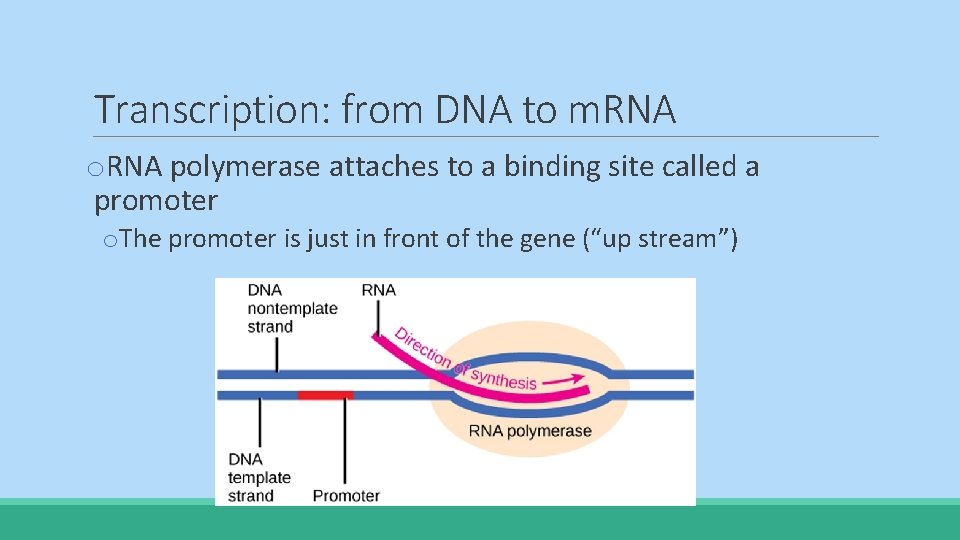 Transcription: from DNA to m. RNA o. RNA polymerase attaches to a binding site