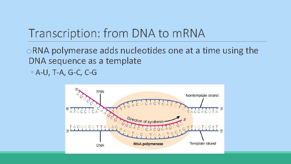 Transcription: from DNA to m. RNA o. RNA polymerase adds nucleotides one at a