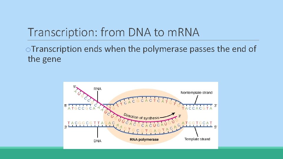 Transcription: from DNA to m. RNA o. Transcription ends when the polymerase passes the