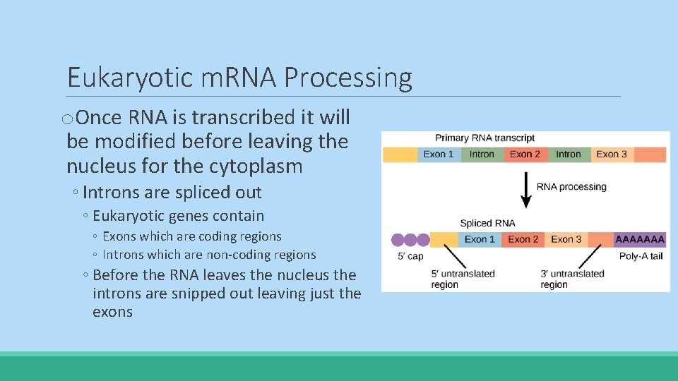 Eukaryotic m. RNA Processing o. Once RNA is transcribed it will be modified before