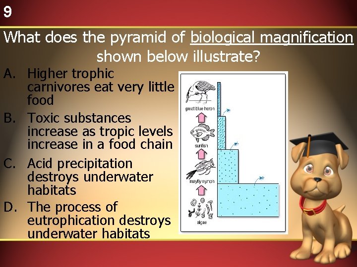 9 What does the pyramid of biological magnification shown below illustrate? A. Higher trophic