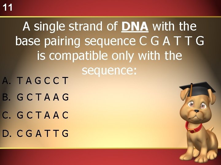 11 A single strand of DNA with the base pairing sequence C G A