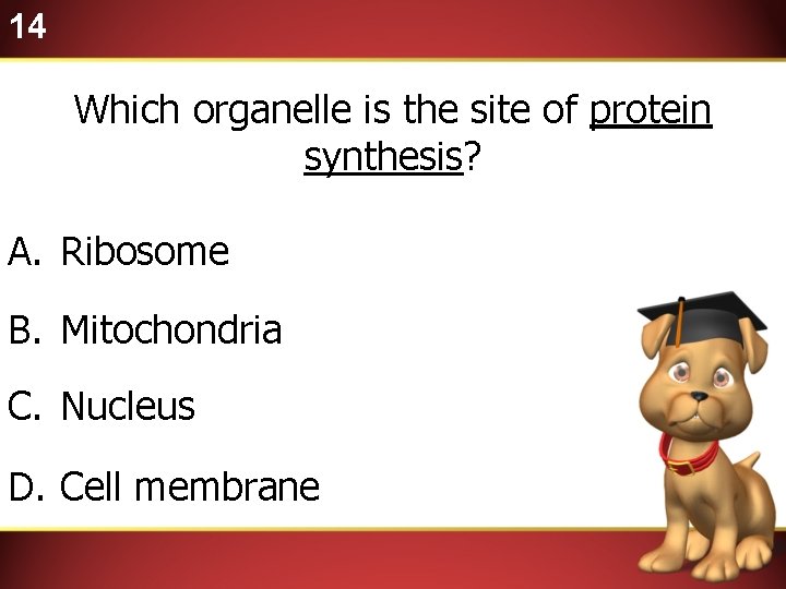 14 Which organelle is the site of protein synthesis? A. Ribosome B. Mitochondria C.