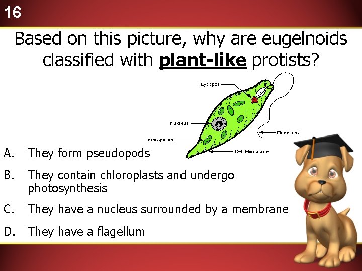 16 Based on this picture, why are eugelnoids classified with plant-like protists? A. They