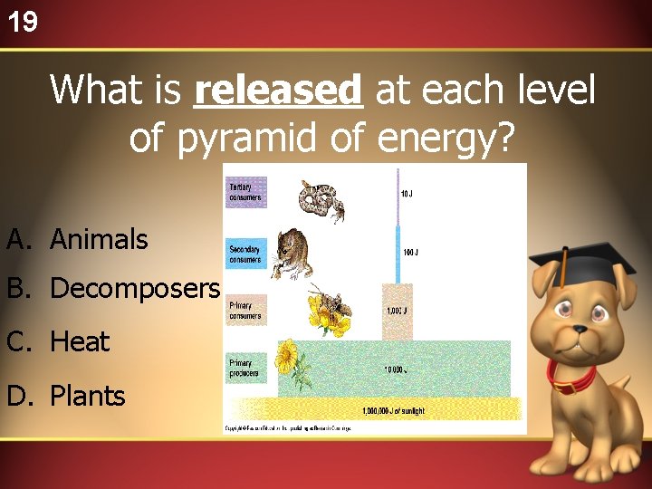 19 What is released at each level of pyramid of energy? A. Animals B.