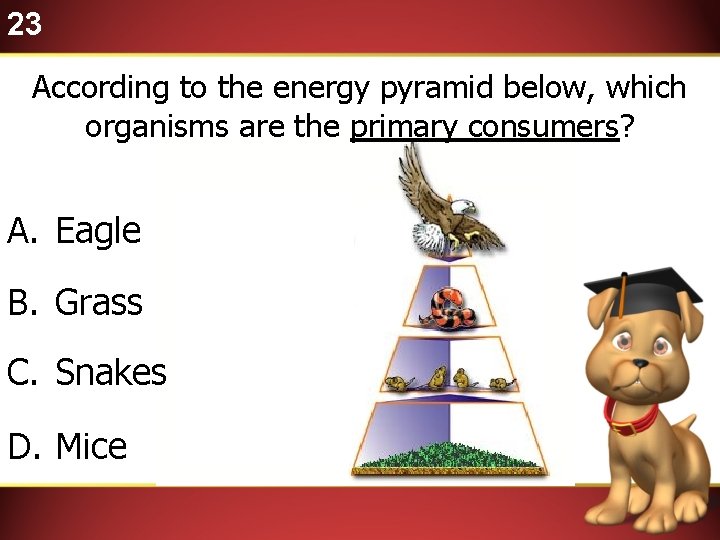 23 According to the energy pyramid below, which organisms are the primary consumers? A.