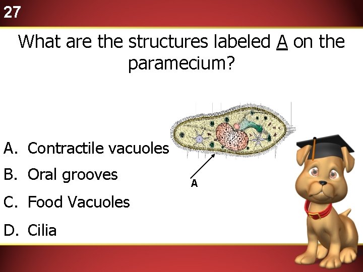 27 What are the structures labeled A on the paramecium? A. Contractile vacuoles B.