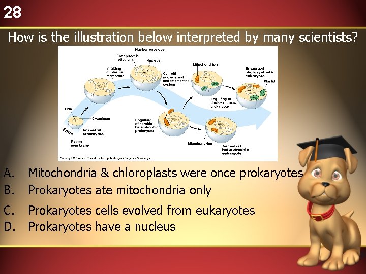 28 How is the illustration below interpreted by many scientists? A. B. Mitochondria &