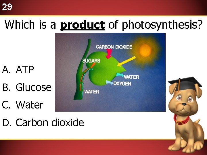 29 Which is a product of photosynthesis? A. ATP B. Glucose C. Water D.
