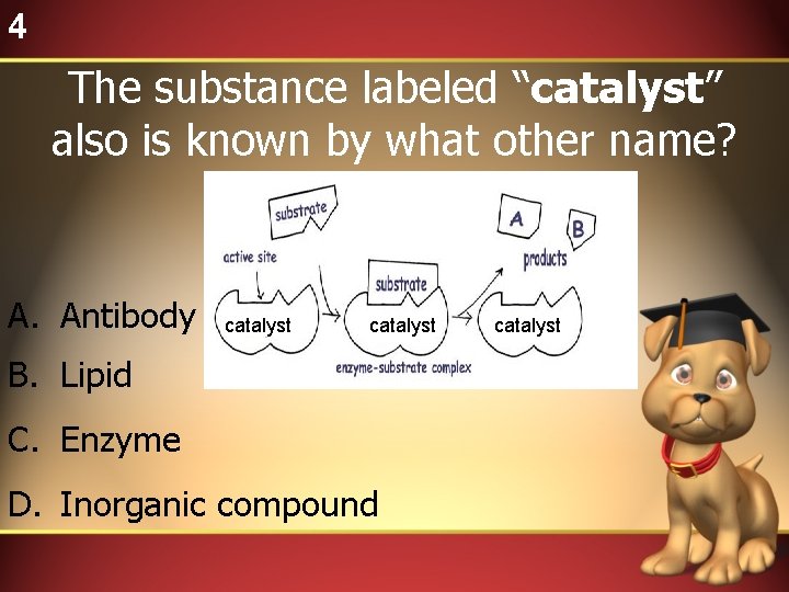 4 The substance labeled “catalyst” also is known by what other name? A. Antibody