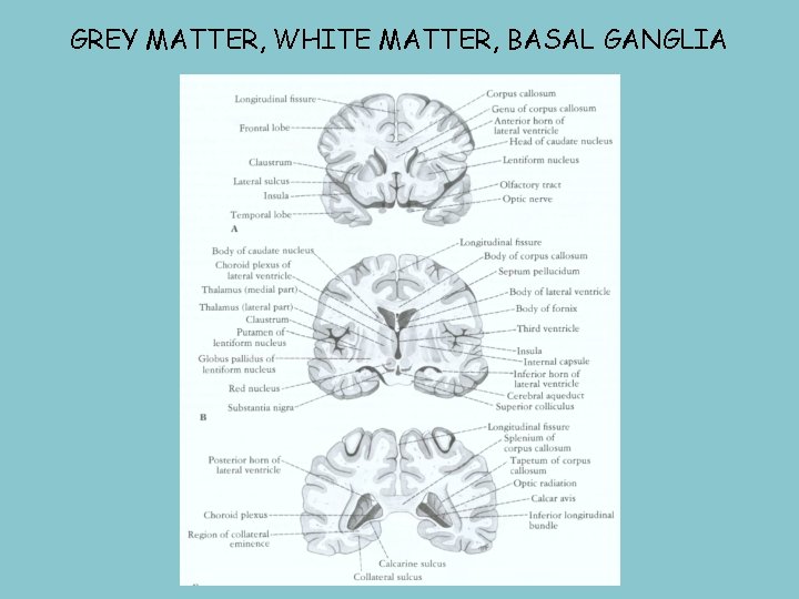 GREY MATTER, WHITE MATTER, BASAL GANGLIA 