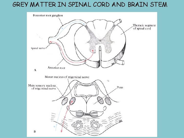 GREY MATTER IN SPINAL CORD AND BRAIN STEM 