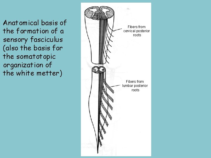 Anatomical basis of the formation of a sensory fasciculus (also the basis for the