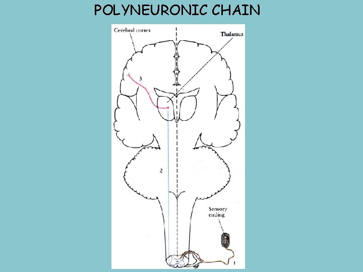 POLYNEURONIC CHAIN 